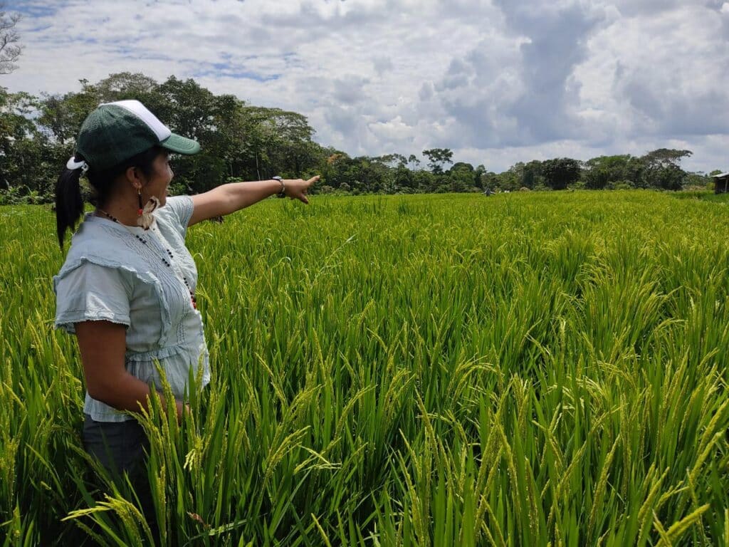 Prefectura-de-Napo-brinda-seguimiento-a-las-primeras-cosechas-de-arroz-y-maiz-en-la-parroquia-Chonta-Punta