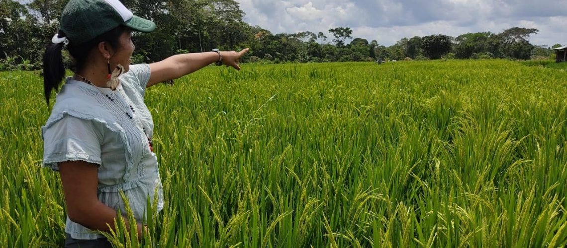 Prefectura-de-Napo-brinda-seguimiento-a-las-primeras-cosechas-de-arroz-y-maiz-en-la-parroquia-Chonta-Punta